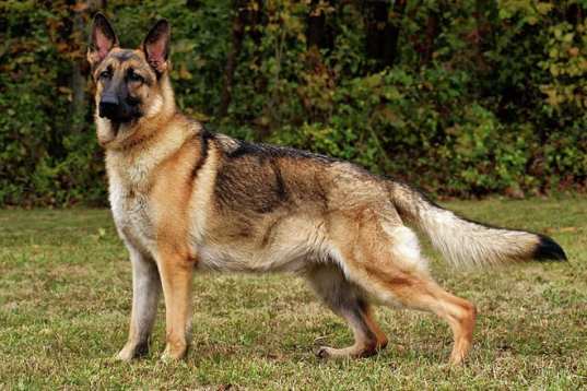 Fallout 4 dogmeat german shepherd