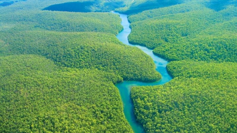 The Amazon Rainforest