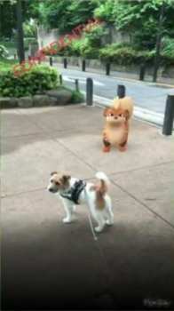 Pokemon GO, growlithe