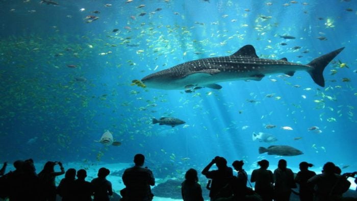 Inside an Aquarium Tank (With a lot of Ziploc Bags)