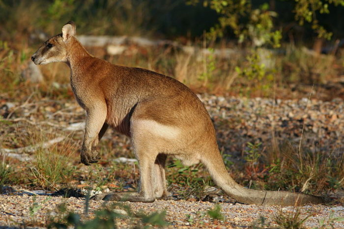 Wallaby