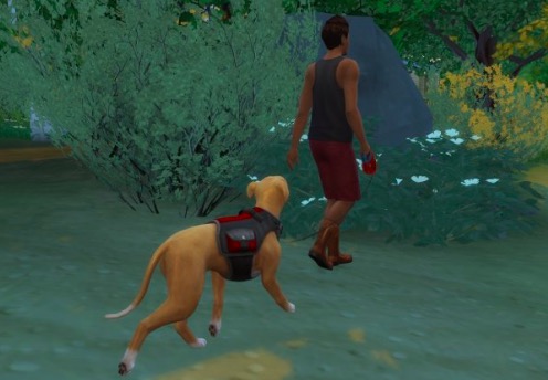 dog walker mod