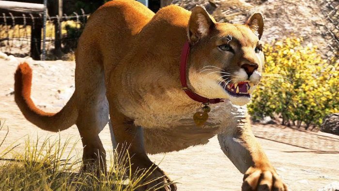 far cry 5 animals ranked