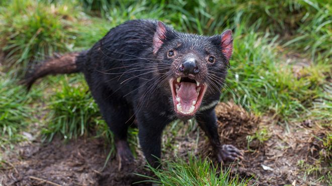 Tasmanian devil