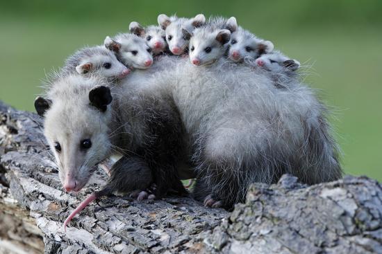 Possum