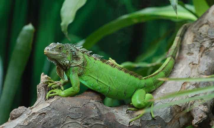 Iguana