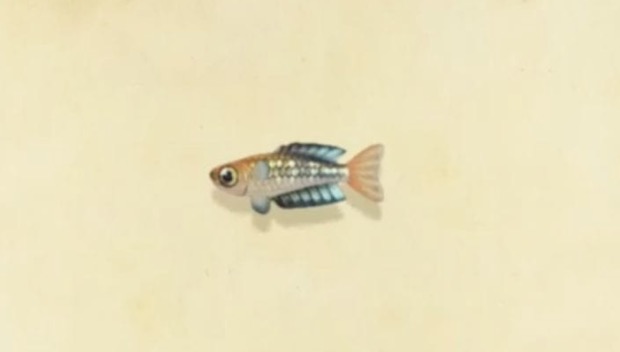 rainbowfish animal crossing new horizons