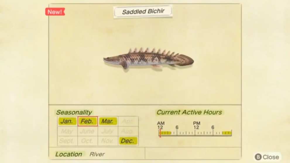 animal crossing new horizons saddled bichir