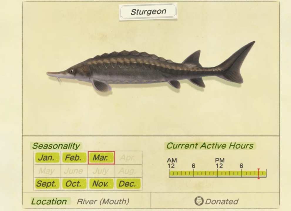 Animal Crossing New Horizons Sturgeon