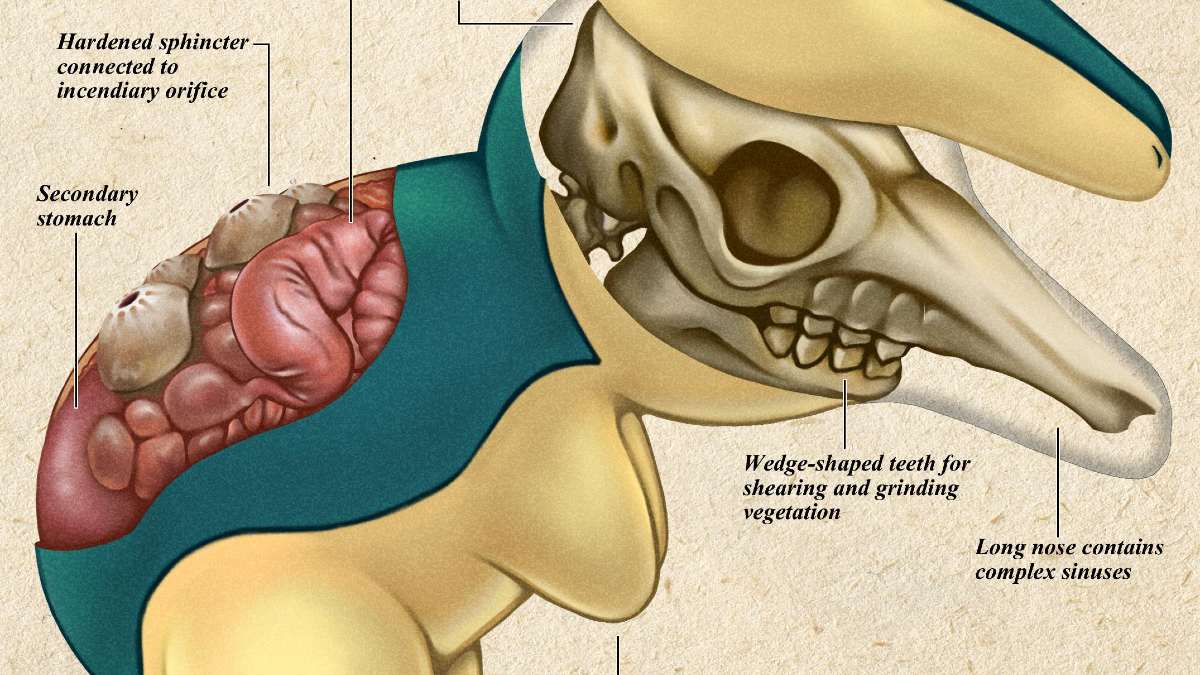 Pokemon cyndaquil biology