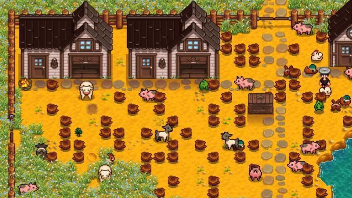 how to get Truffles in Stardew Valley