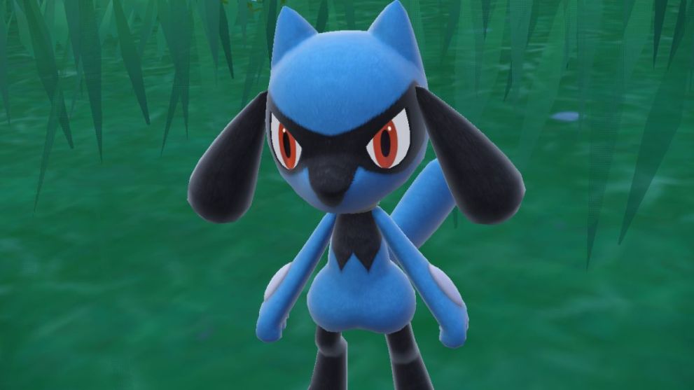 Riolu in Pokemon Scarlet & Violet